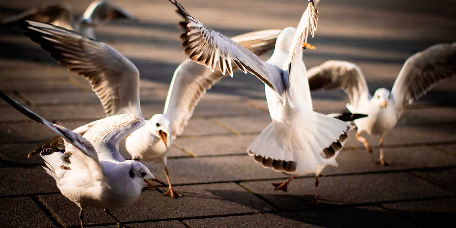 gaviotas ciudad