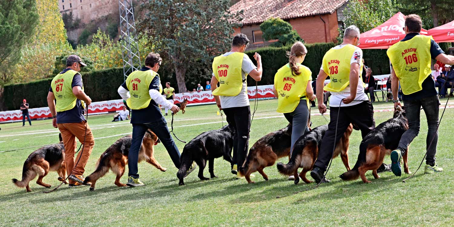 olimpiadas pastor aleman