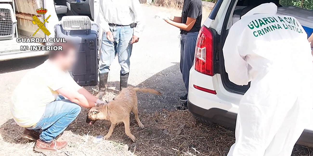 veterinario forense