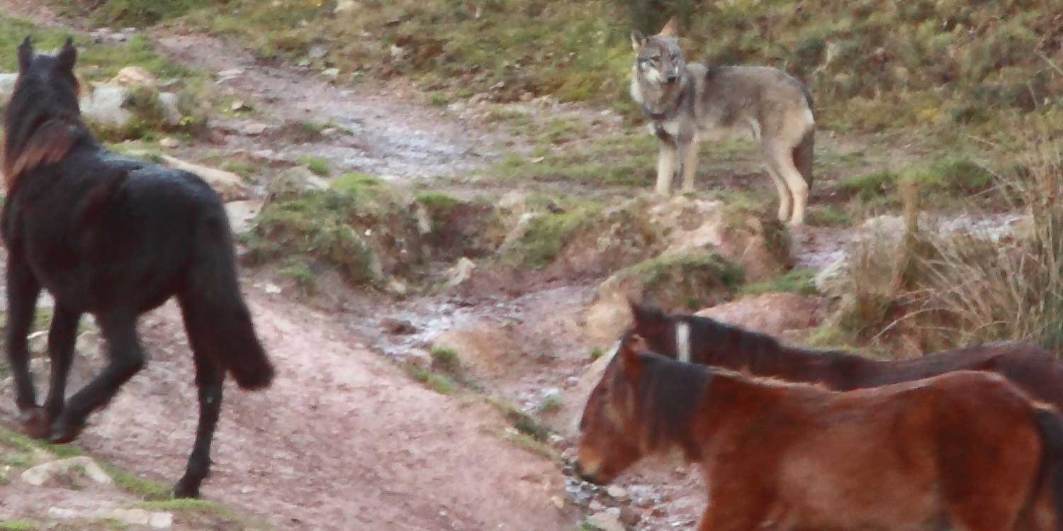 lobo1