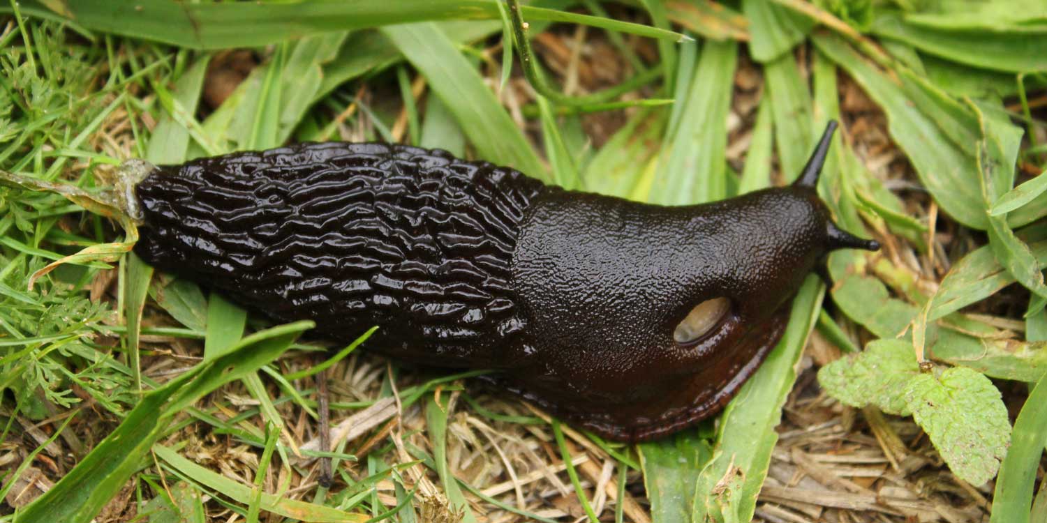 venenocaracoles