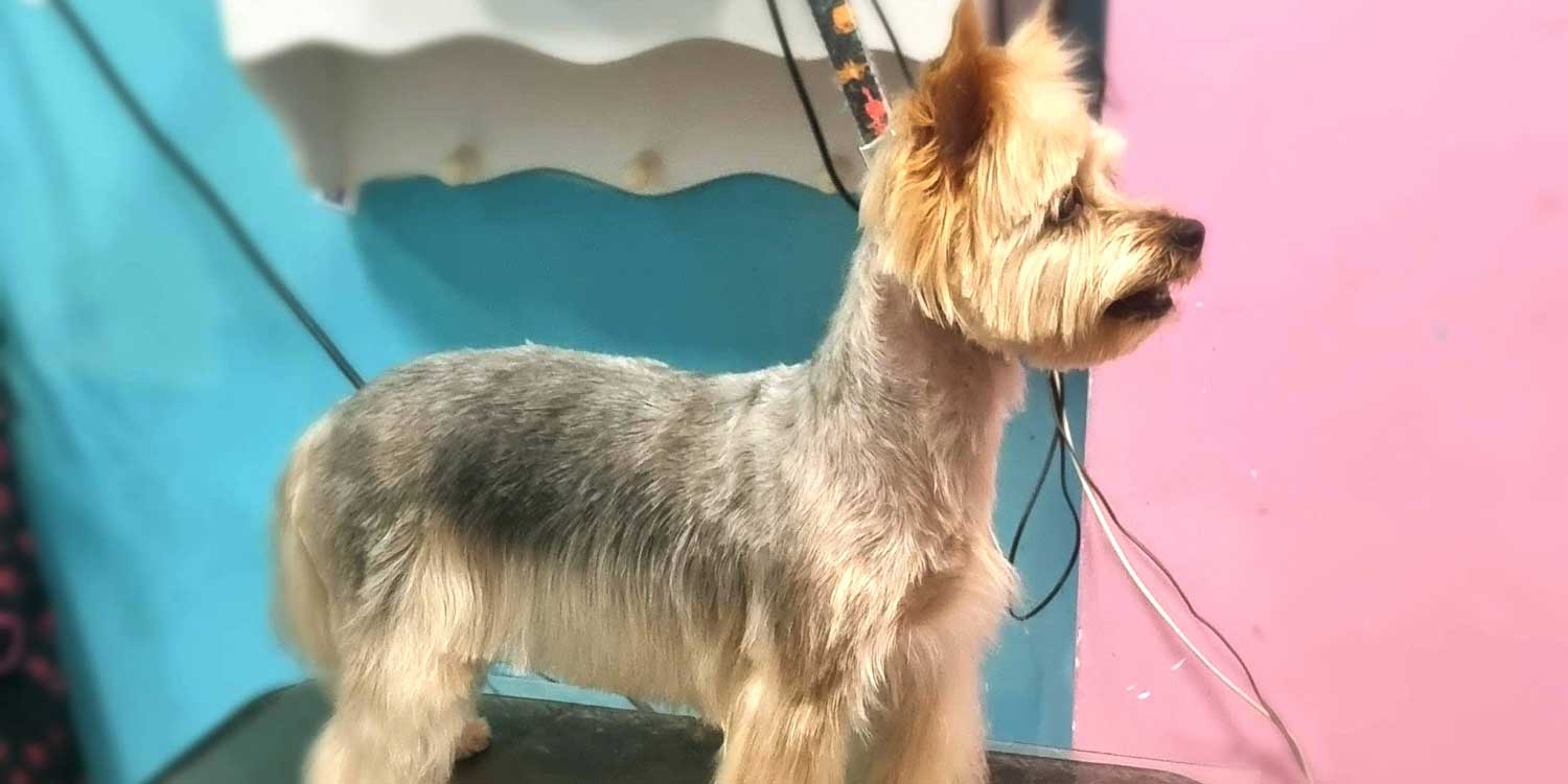 yokshire pelo cortado