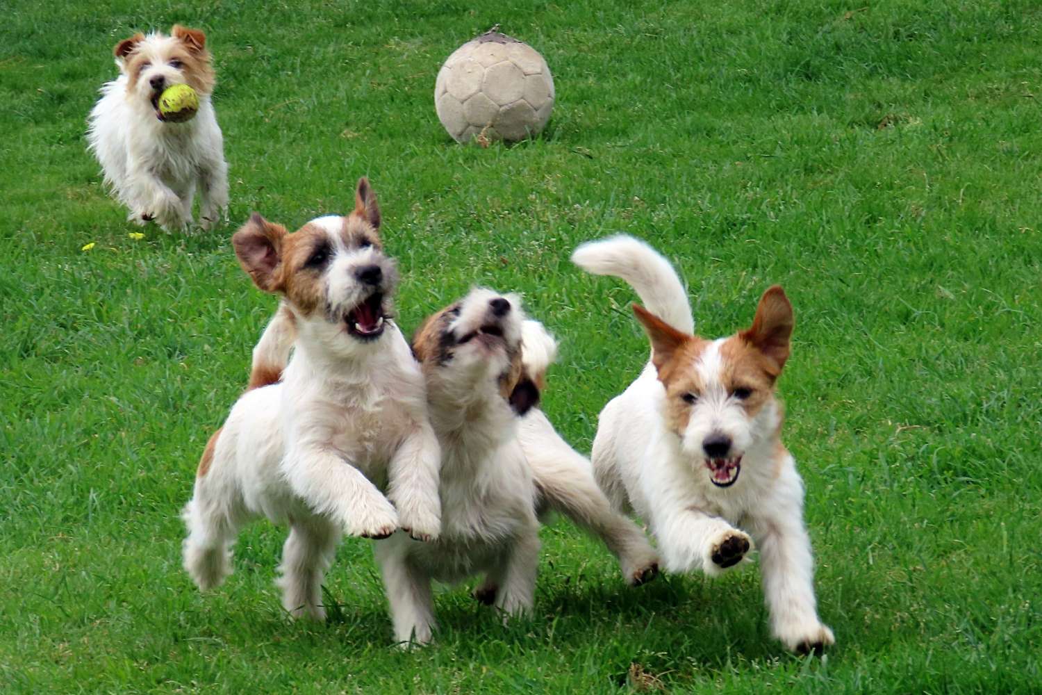 jackrussell1