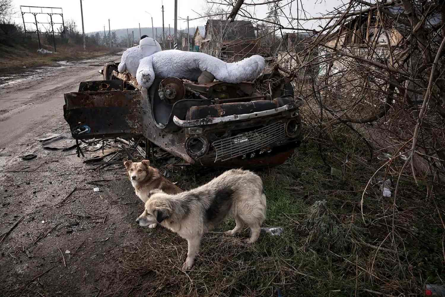 perro ucrania guerra