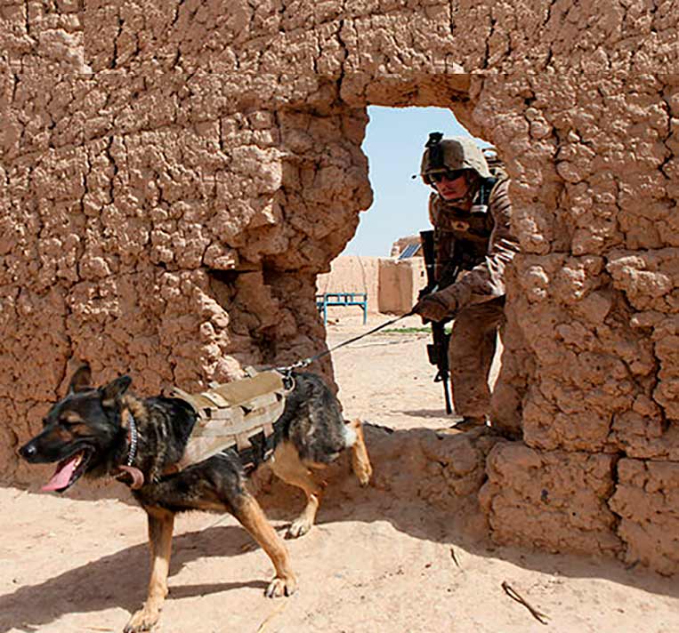 Cuatro perros el expolio en Siria e Irak