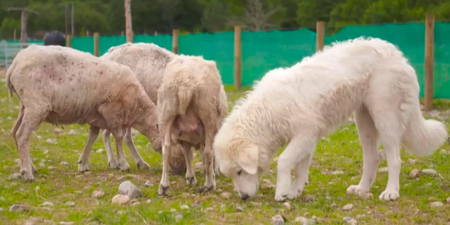 Los nuevos 'perros guardianes' que blindarán las fronteras de EEUU