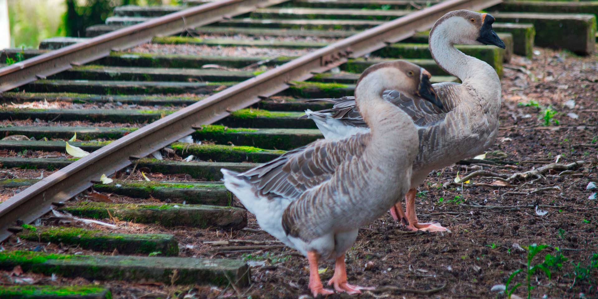 pajaro tren