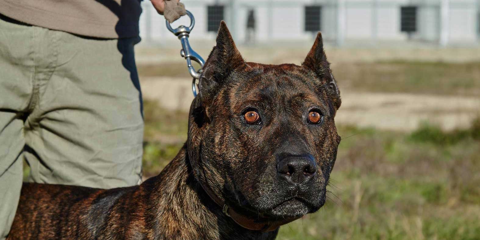 Cuidado Perro Bravo  Perro bravo, Cuidado con el perro, Perros