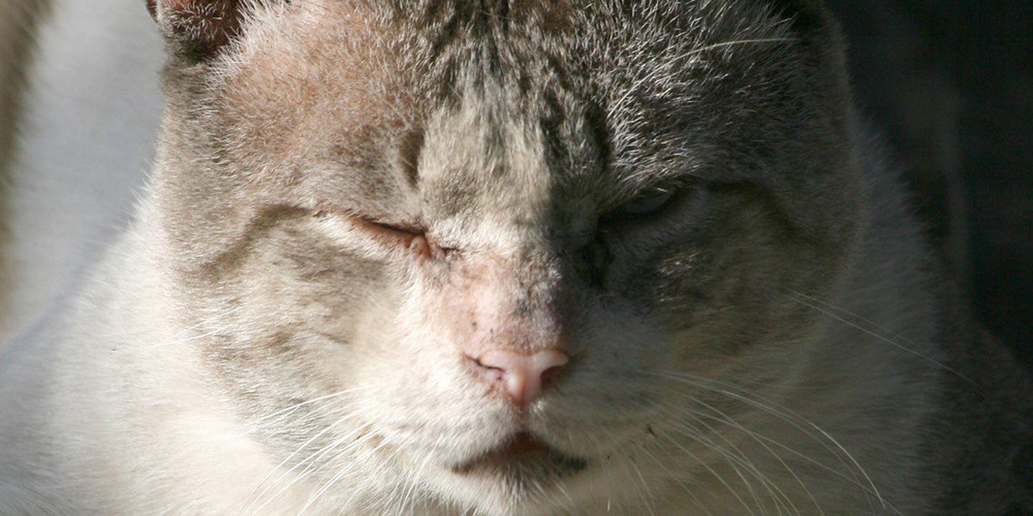 GATO VIEJO