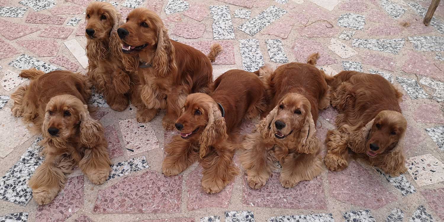spaniel