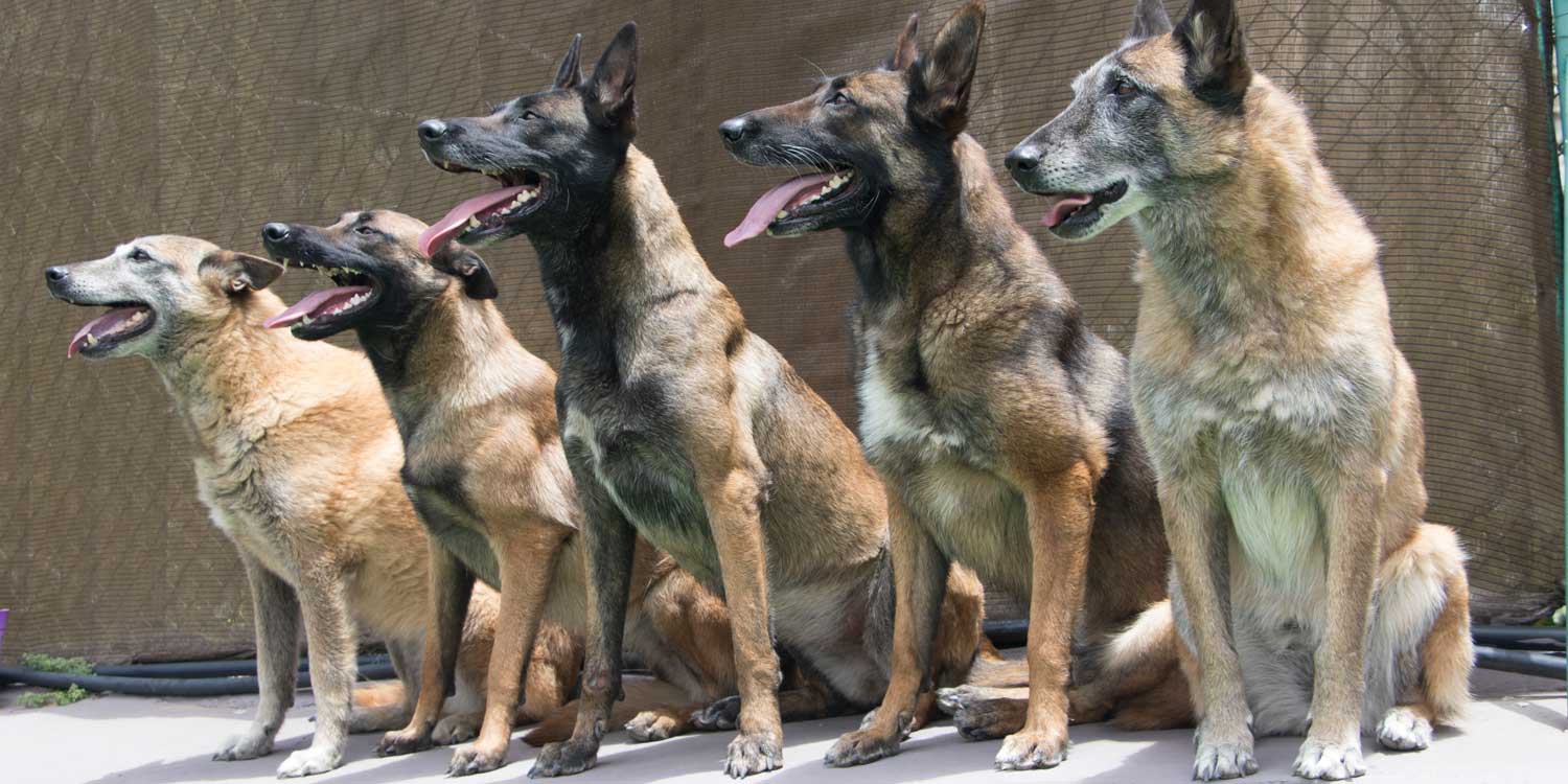 cinco malinois