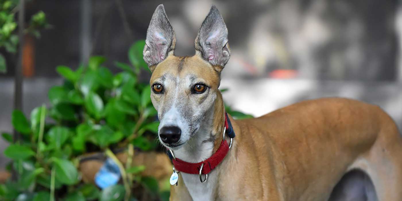 greyhound