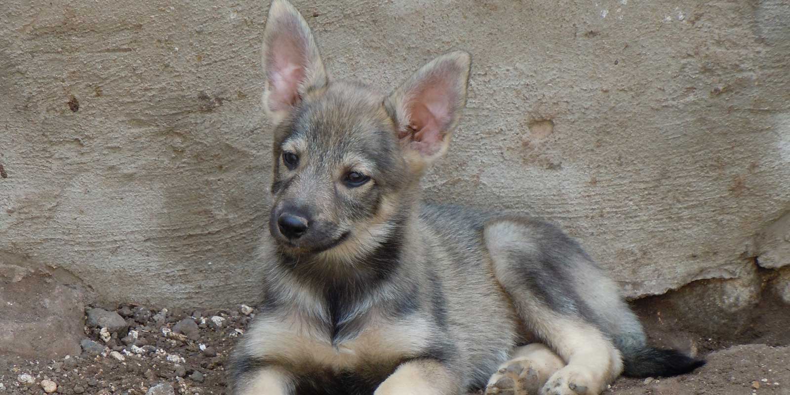 10 animales cuyo esperma vale la pena congelar