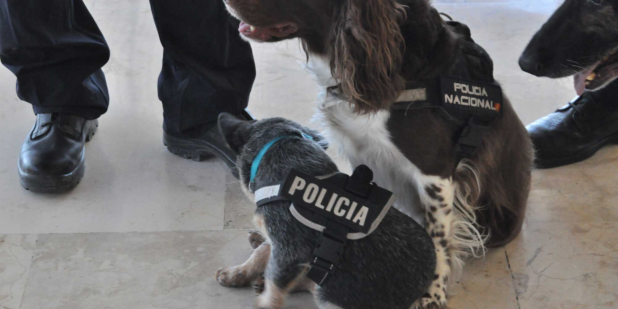 Reja de Coche para Perros: 9 Mejores, Guía 2024