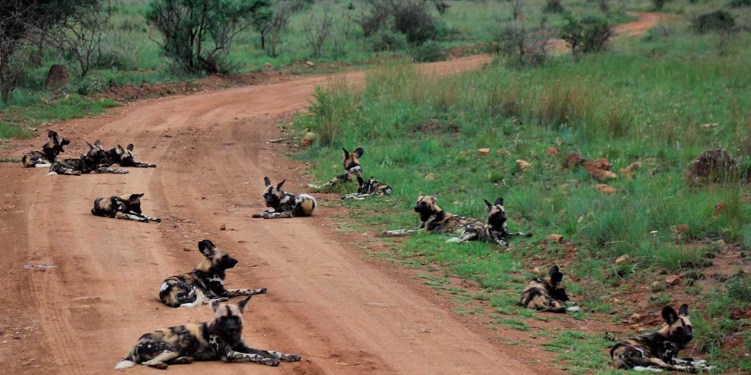 Perros salvajes africanos, en peligro de extinción por el clima