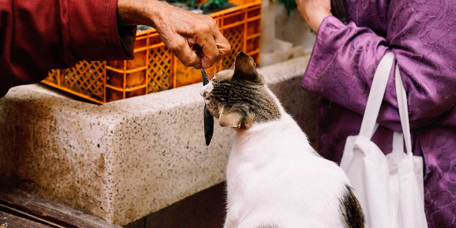 pescado gatos