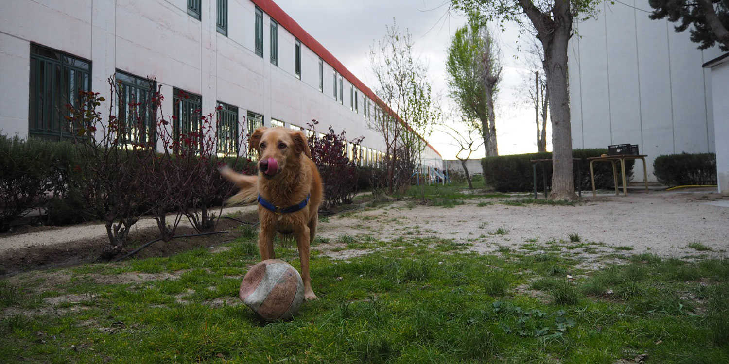 Juegos de olfato para perros - Vive - Resort para Mascotas