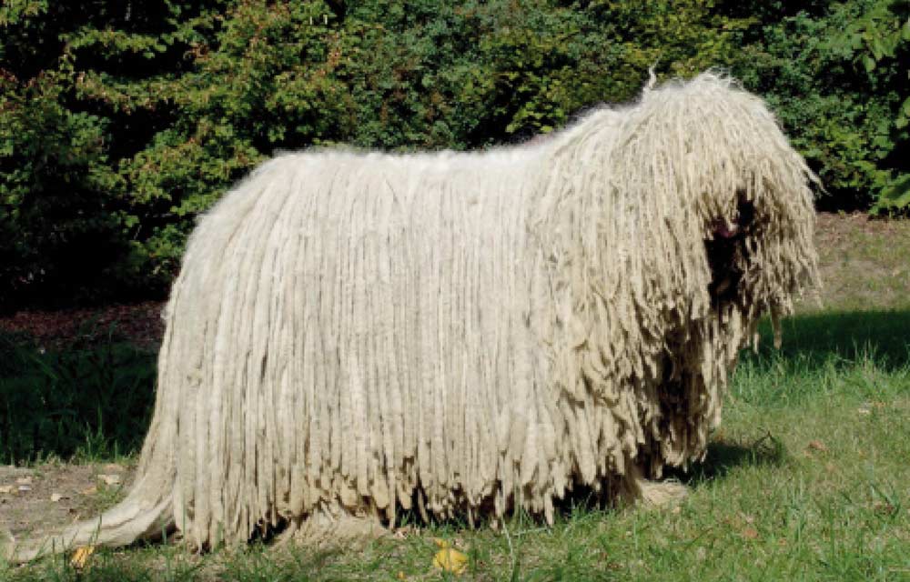 komondor