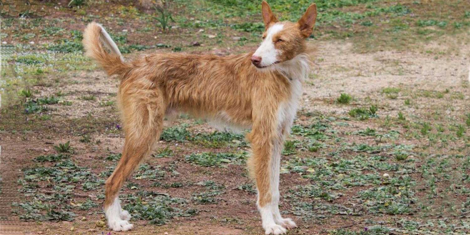 Perro pastor inglés, en peligro de extinción en Reino Unido