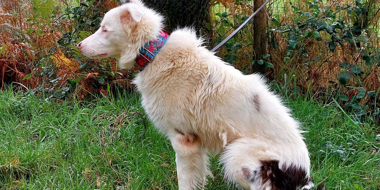 border collie