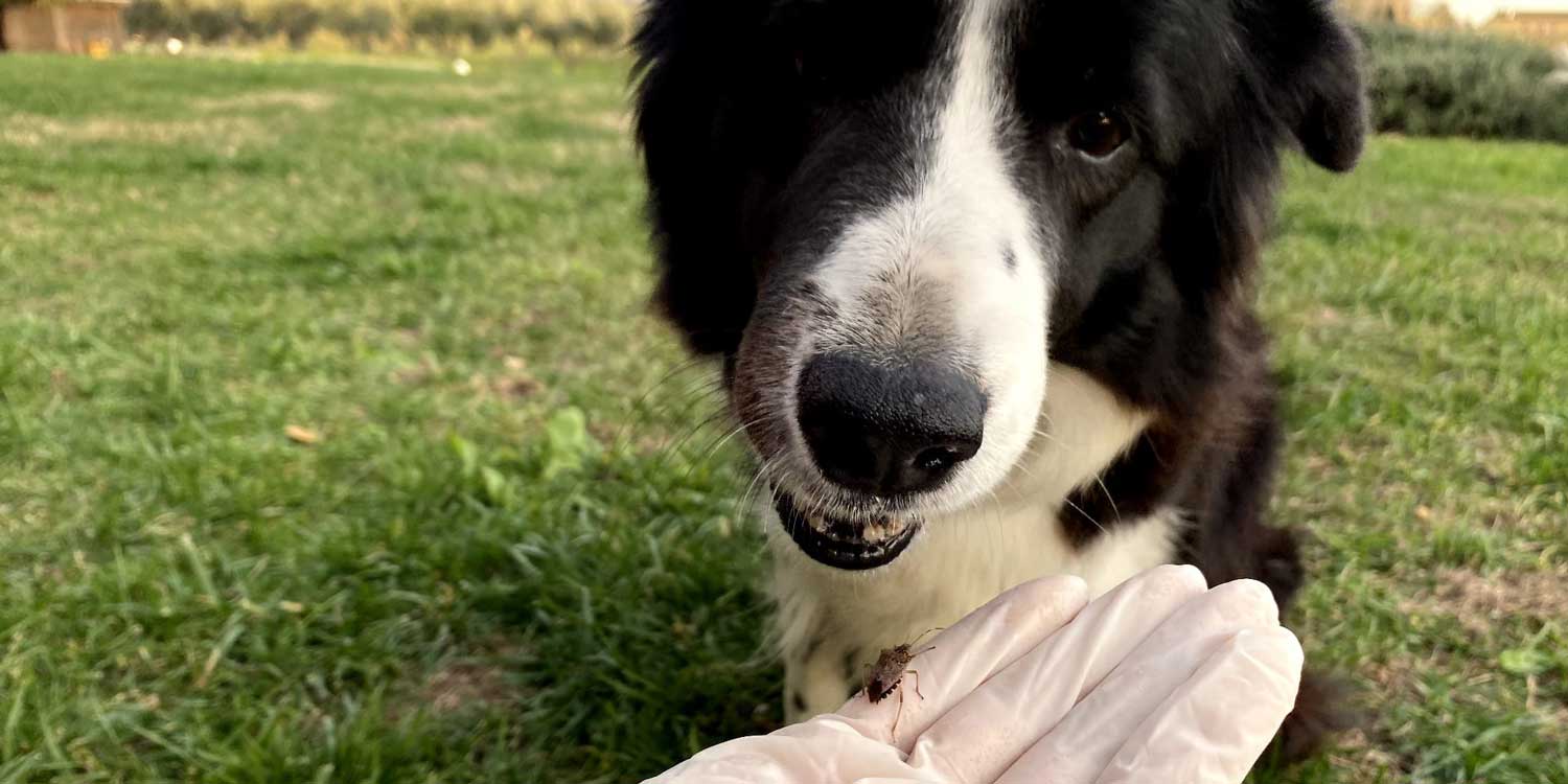 escarabajoboreercollie