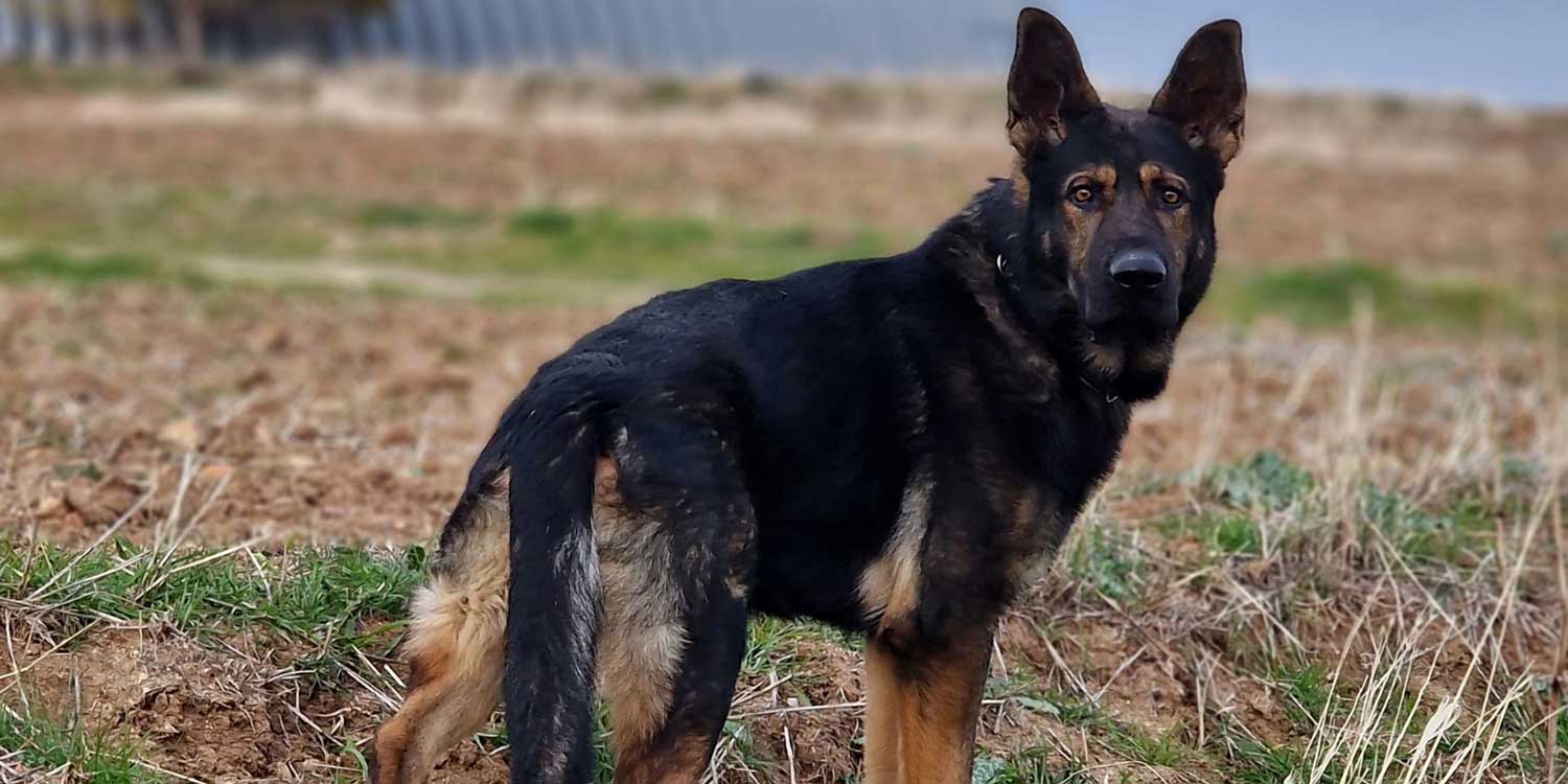 Leyendas perrunas: los perros negros