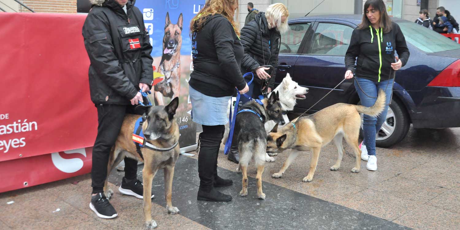 perros ancianos