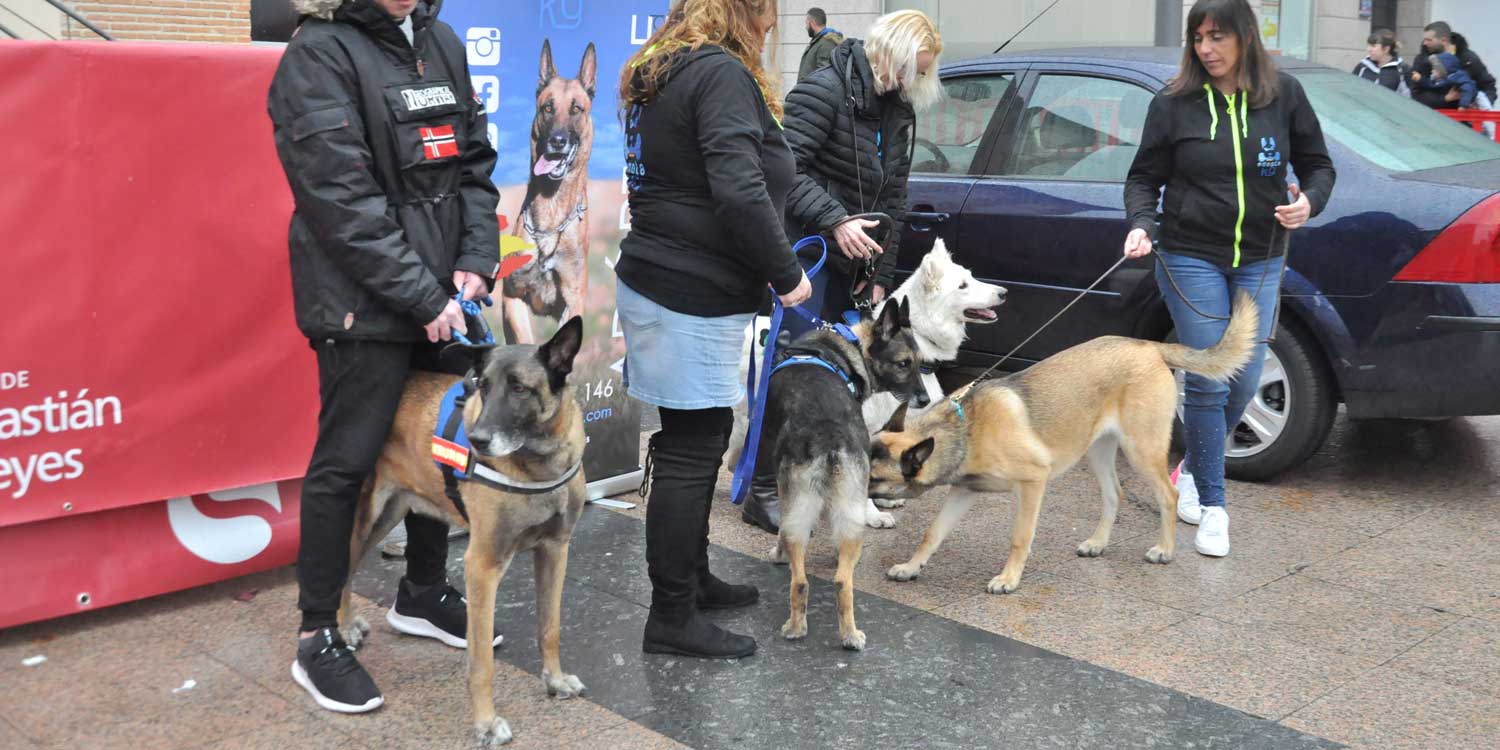 perros ancianos