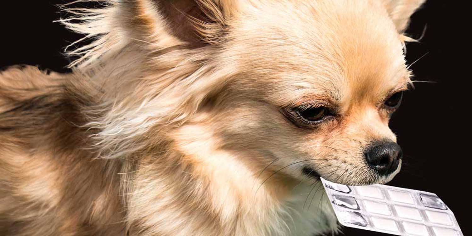 9 perros que buscaron los escondites más secretos, pero no fueron muy  efectivos (FOTOS)