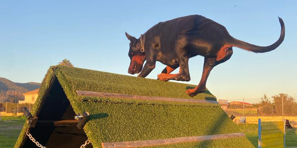 Maxi dobermann