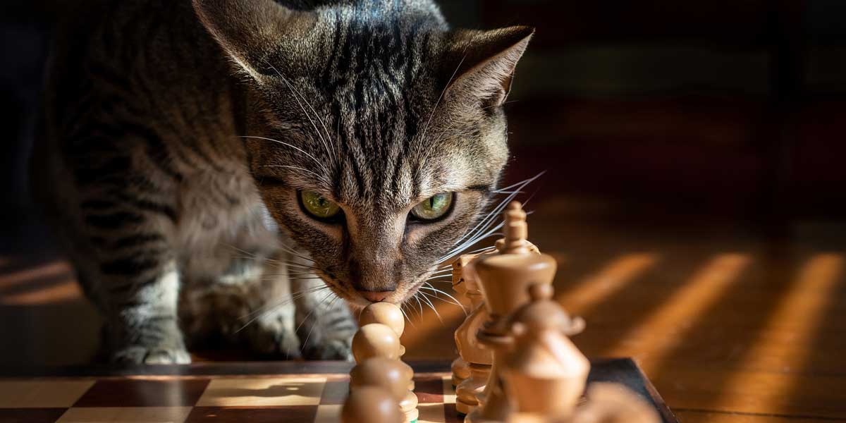 gato ajedrez