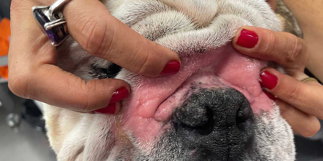 pioderma facila en bulldog inglés LABORKILN