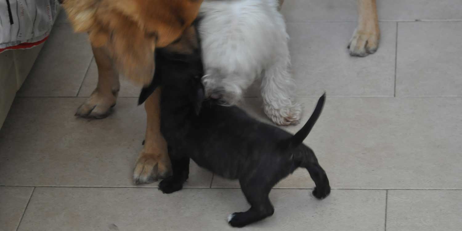 cachorro
