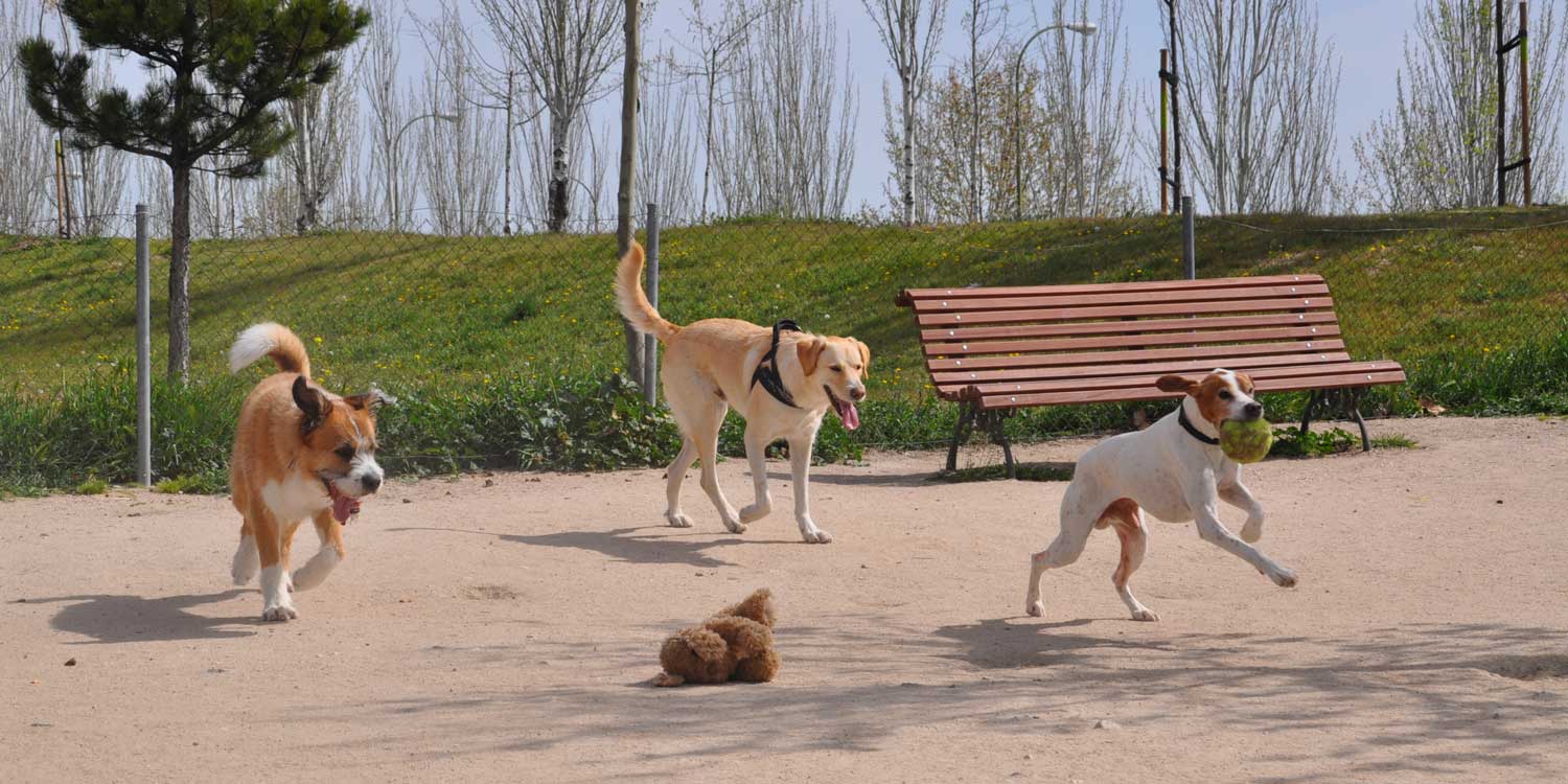 parquecanino
