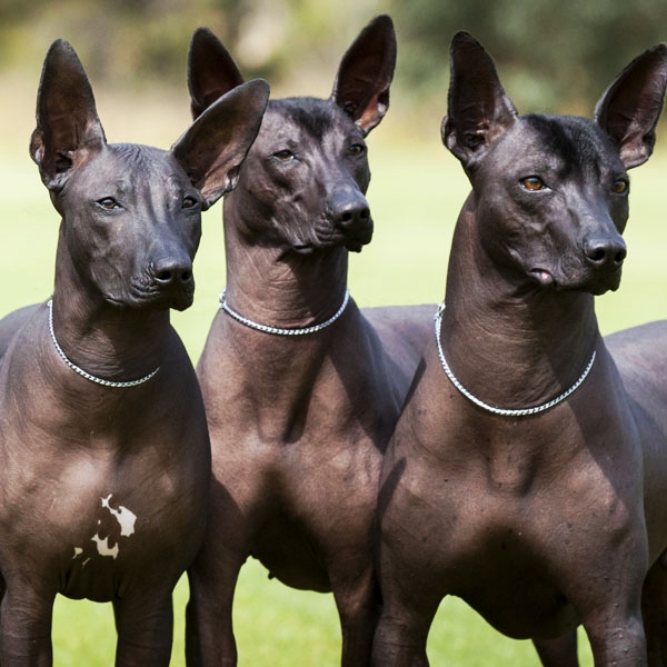 xoloitzcuintle 4