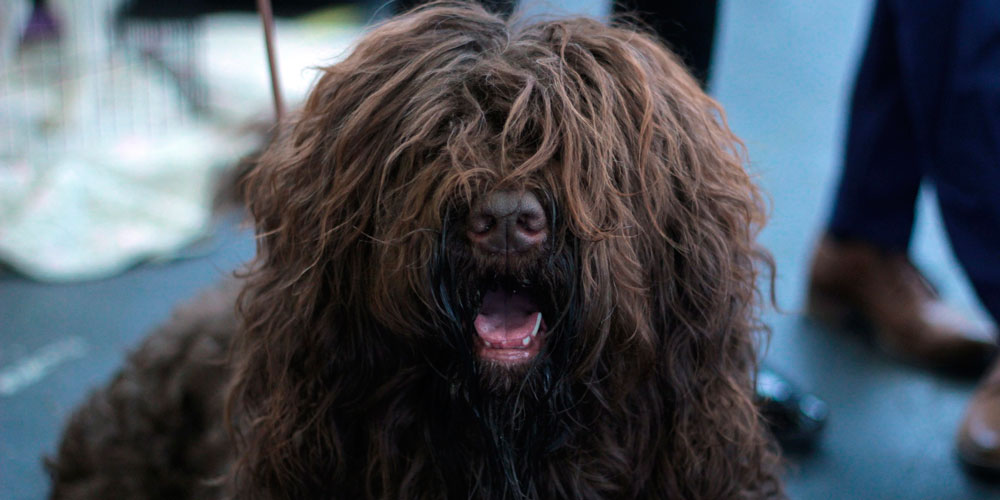 Baño igualdad raro El dogo argentino y el barbet, por fin reconocidos por el American Kennel  Club