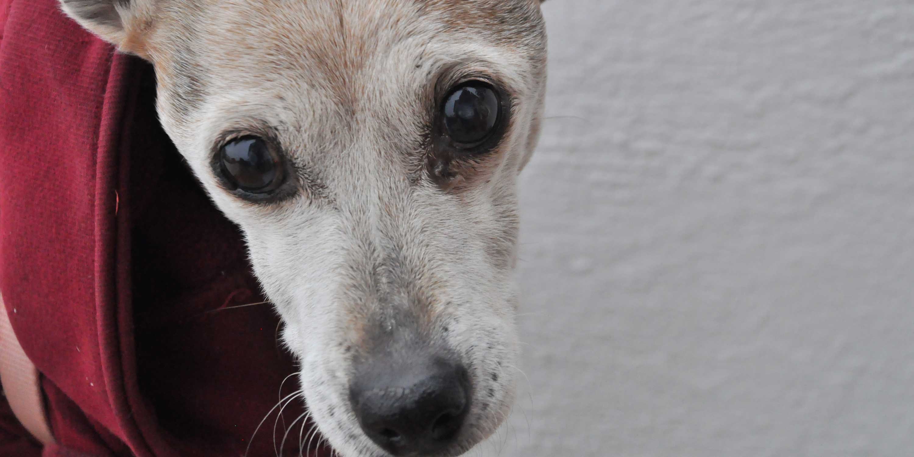 Crónico Tomar medicina Empleado Nuevo fármaco para los perros con demencia senil