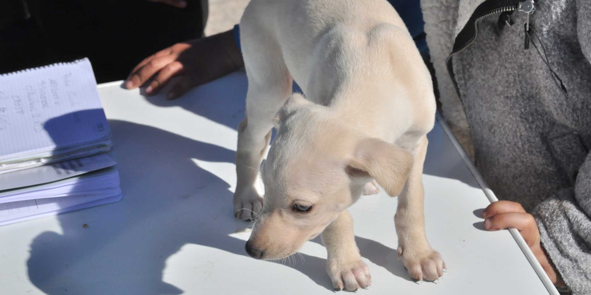 10 animales cuyo esperma vale la pena congelar