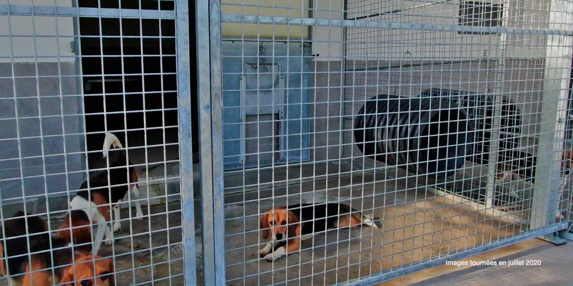 Mascotas felices y seguras en casa: seis regalos tecnológicos que pueden  mejorar la vida de tu perro o gato