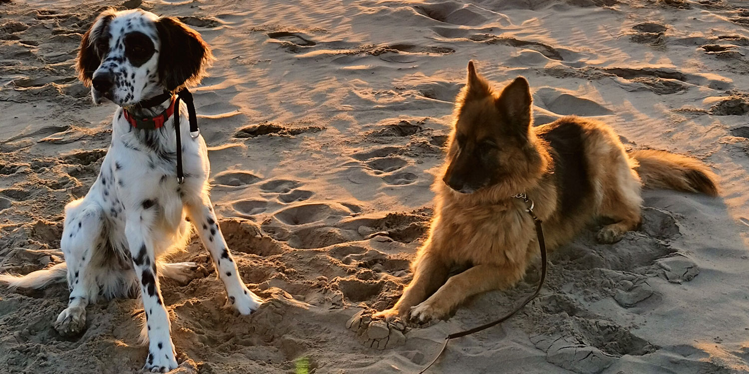 Los nuevos 'perros guardianes' que blindarán las fronteras de EEUU