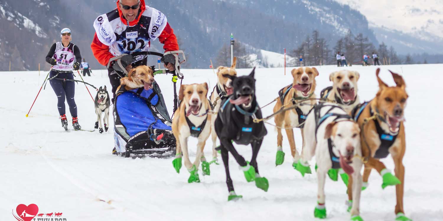 perros de trineo