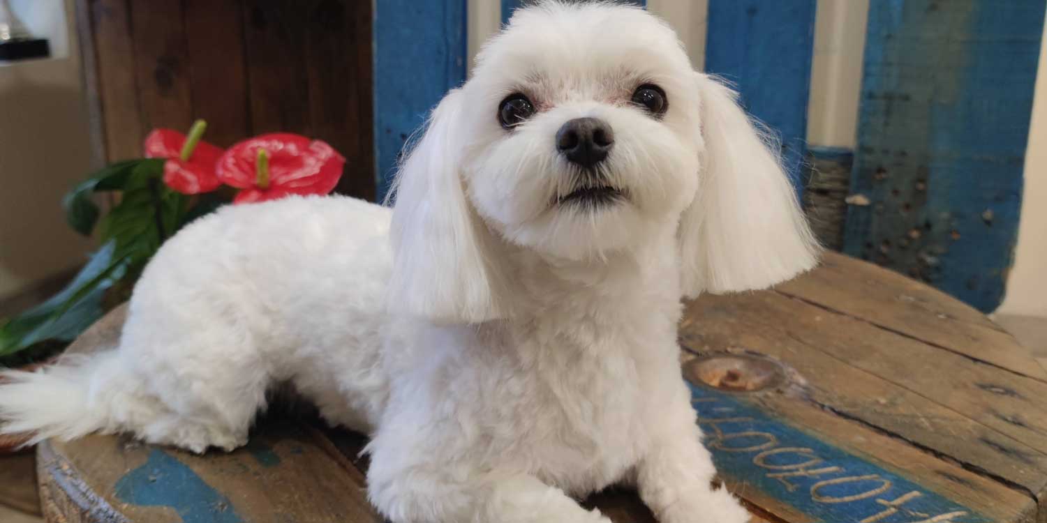 BICHON