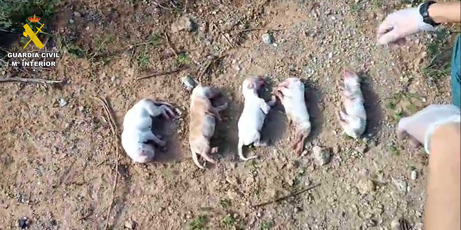 cachorromaltrato