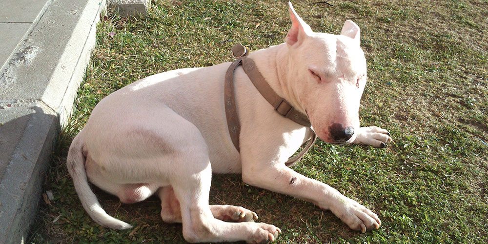 Derivación pulmón Autonomía De quién es la responsabilidad si ataca un perro de raza peligrosa (o no)? Derivación pulmón Autonomía De quién es la responsabilidad si ataca un perro de raza peligrosa (o no)?