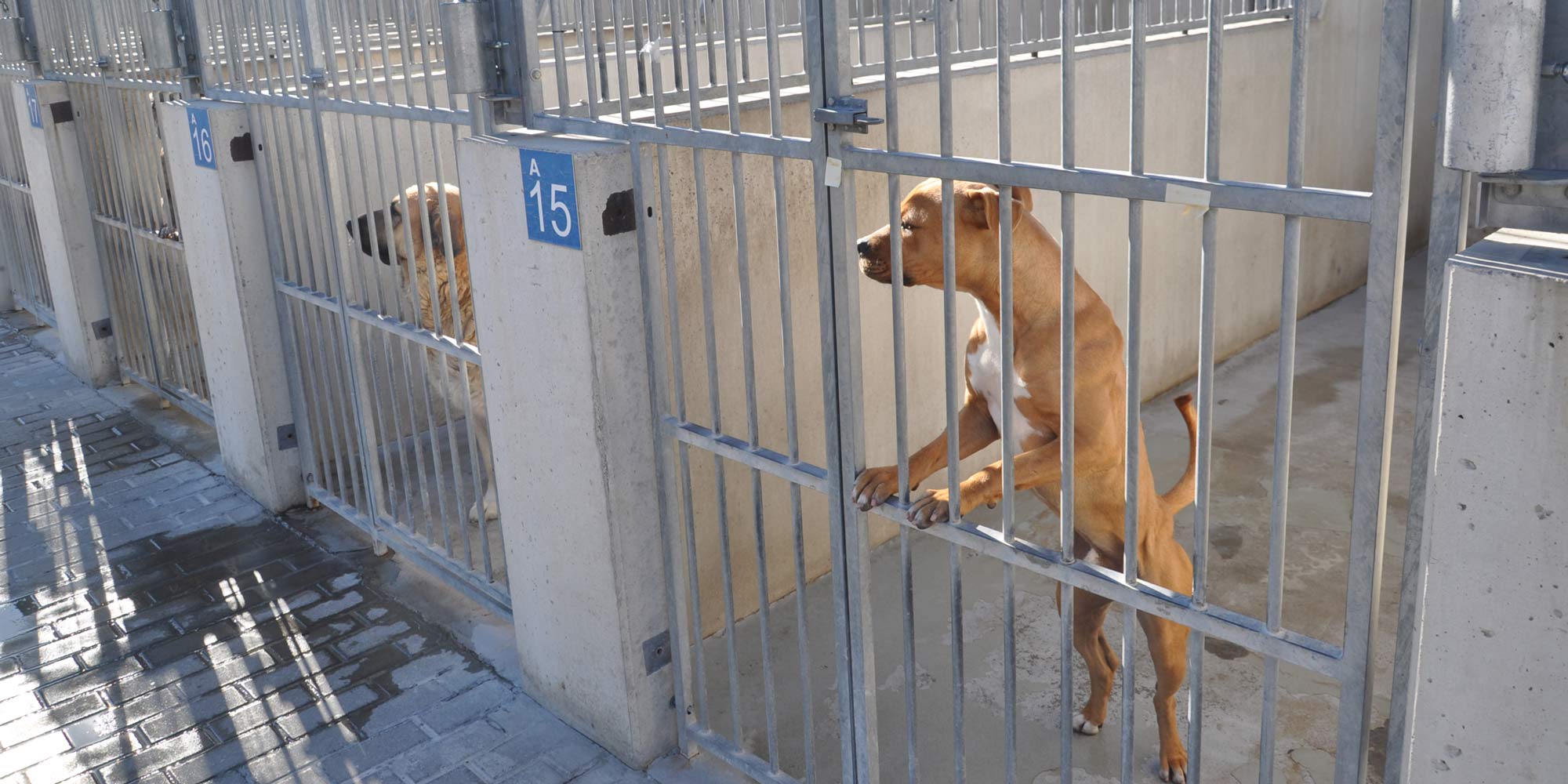 tensión billetera gastar Nadie quiere ser adiestrador canino en Valladolid
