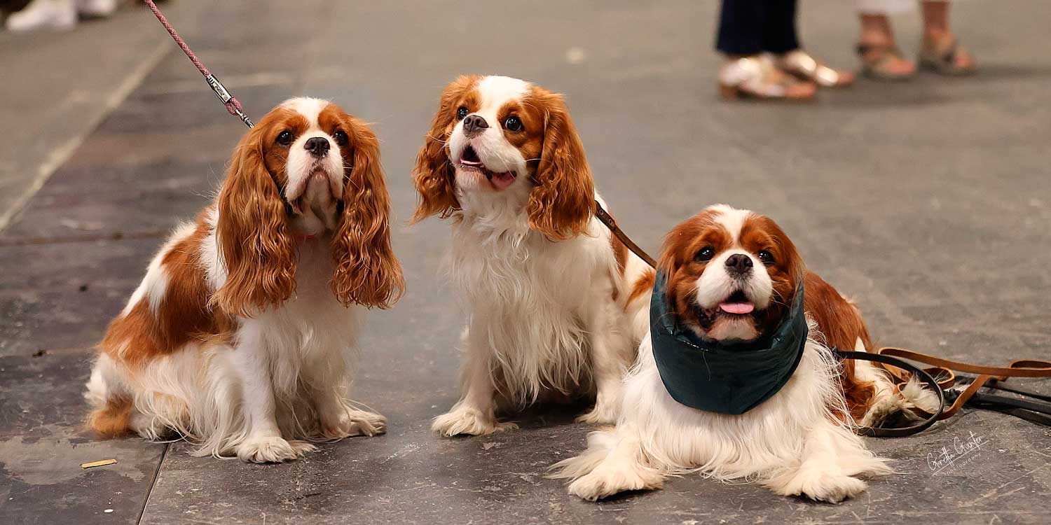 World Dog Show