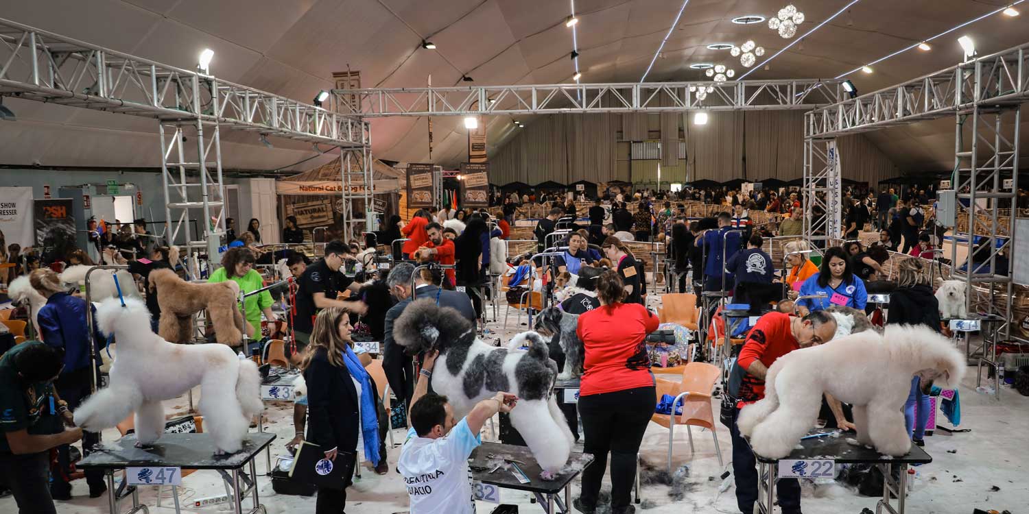 6000 peluqueros