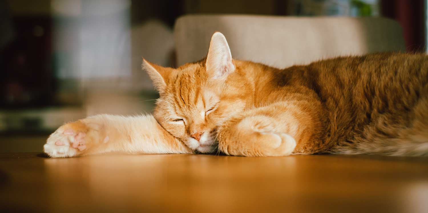 gato sol