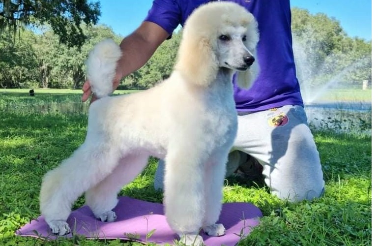 image4caniche