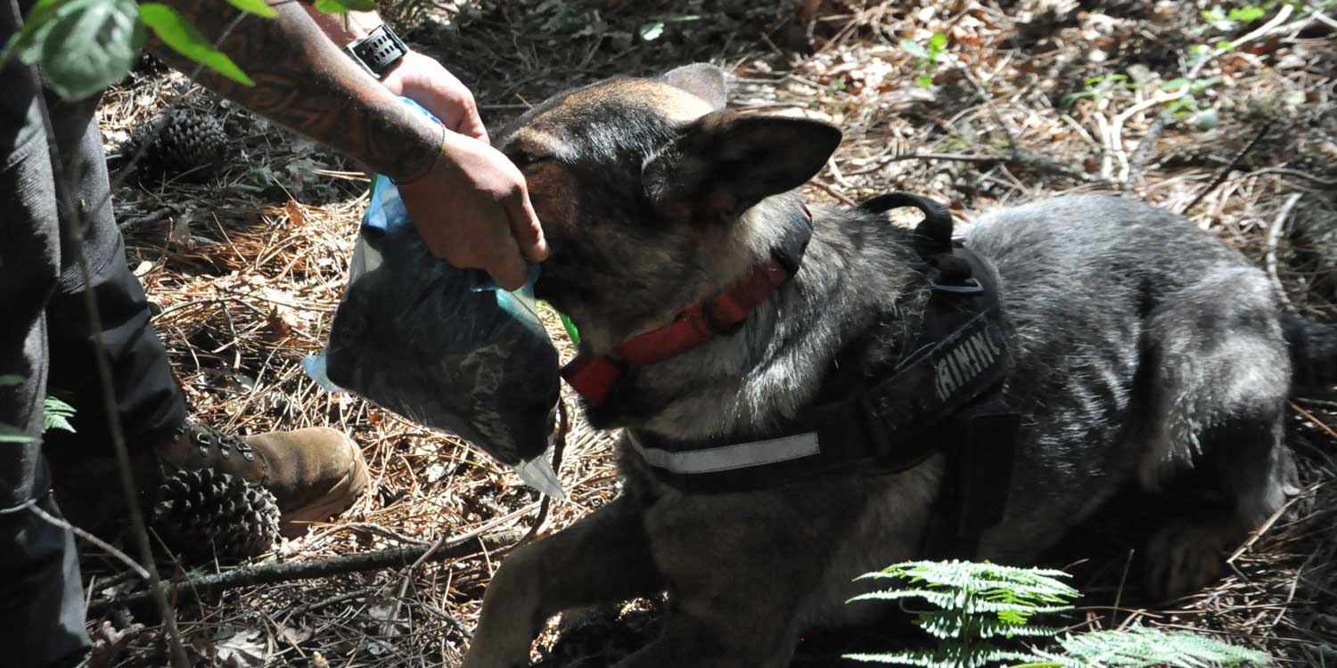 perro detector
